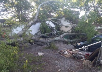 Tree Removal Morris AL