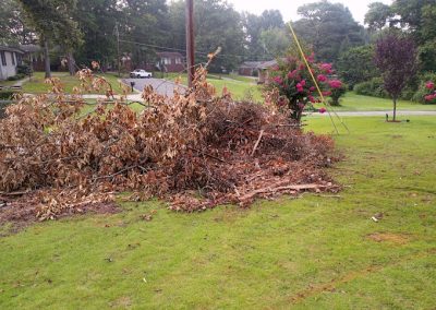 Tree Services Morris AL